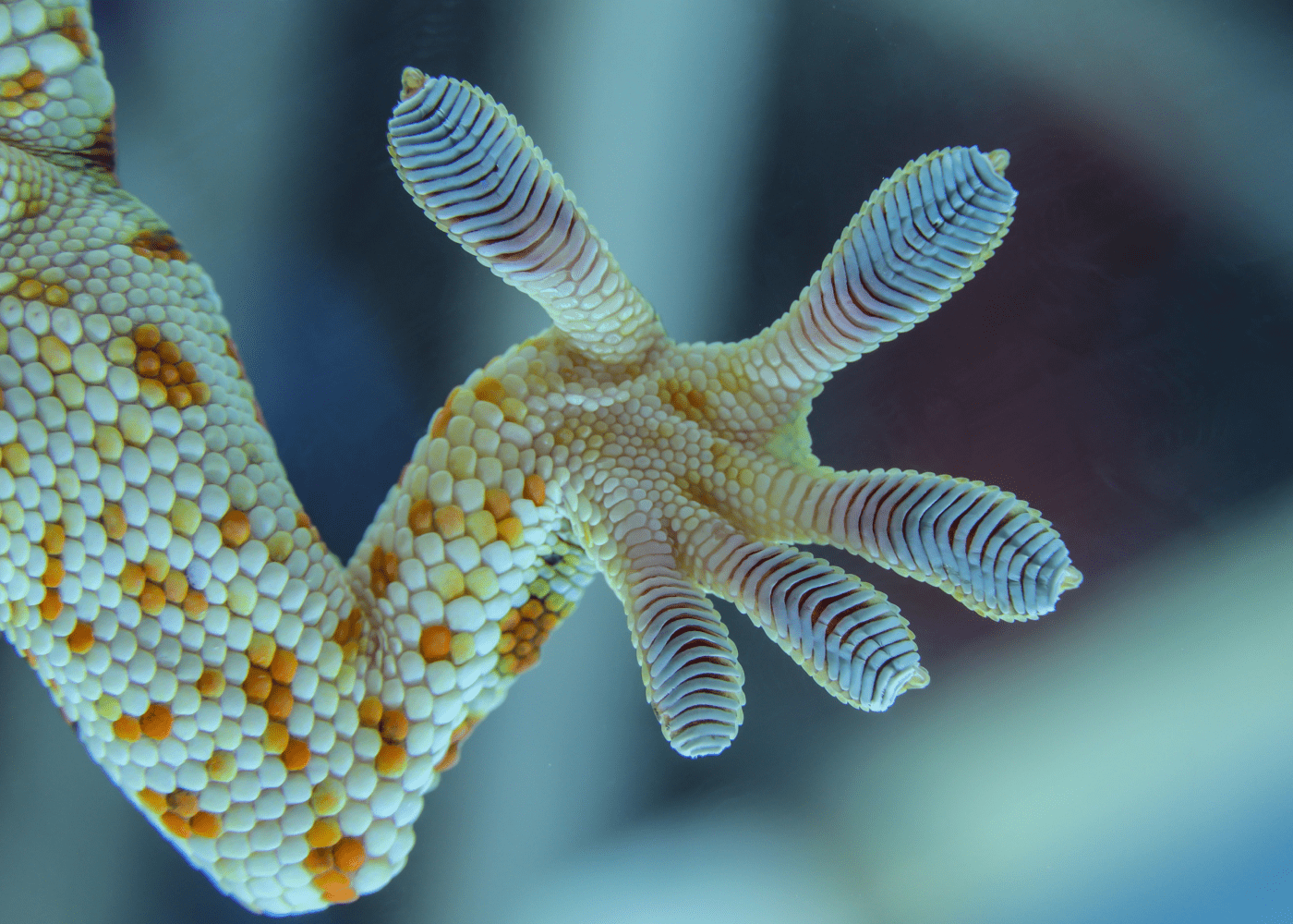 ILL NB VFT DE Thumbnail 700x500 2x